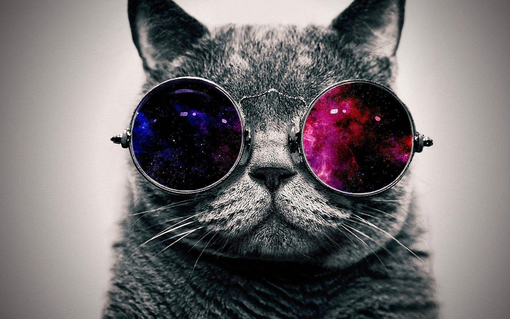Cool Cat Images.jpg