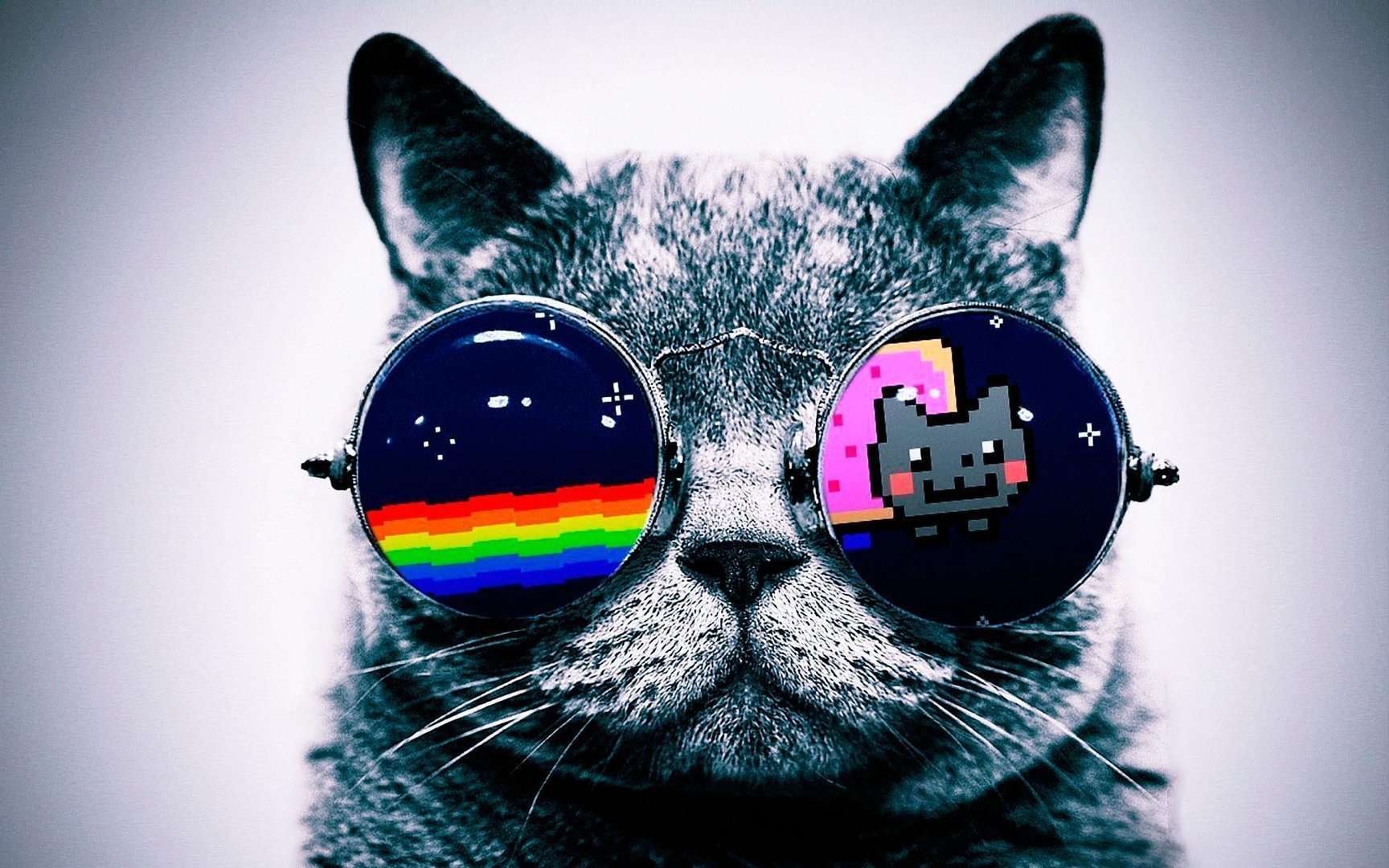 Cool Cat Pictures.jpg