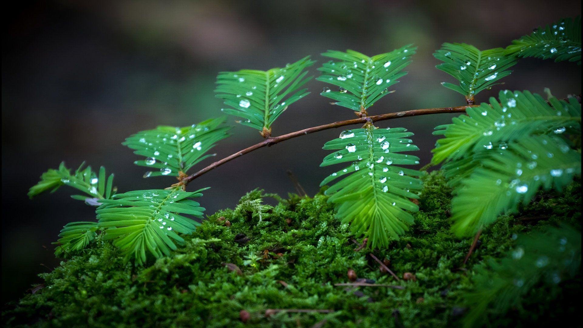 Rain HD Desktop Images.jpg