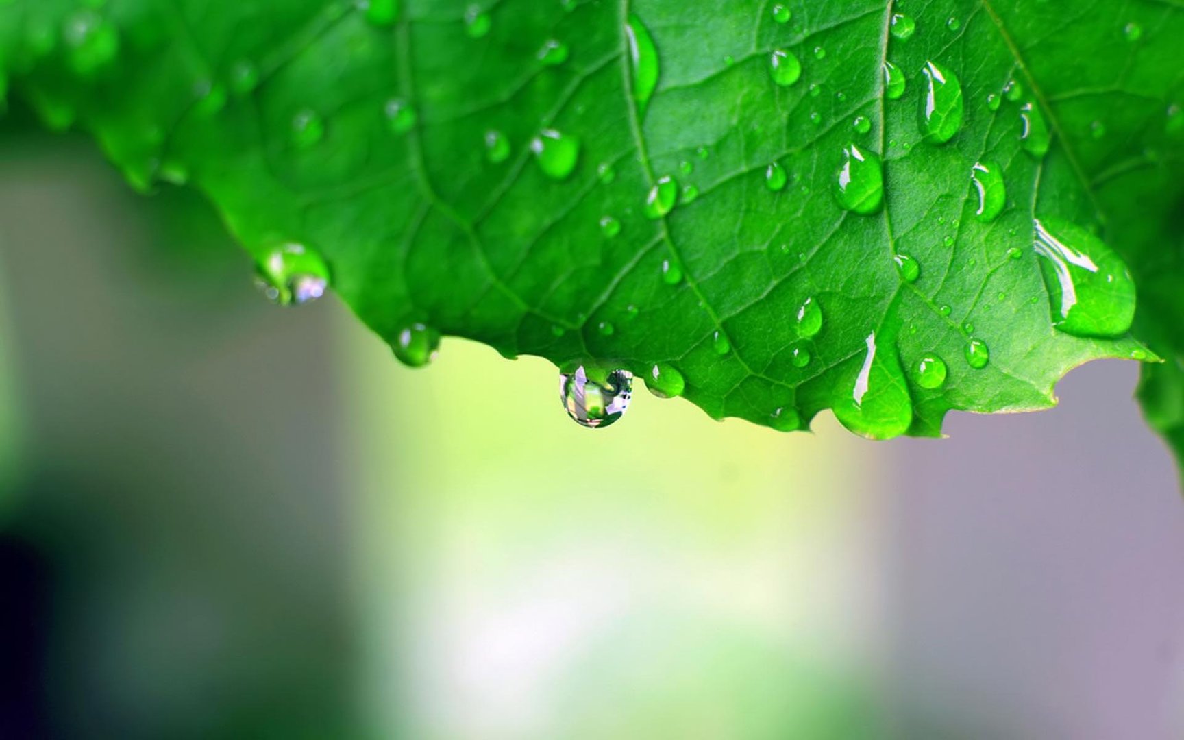 Rain HD Desktop Background.jpg