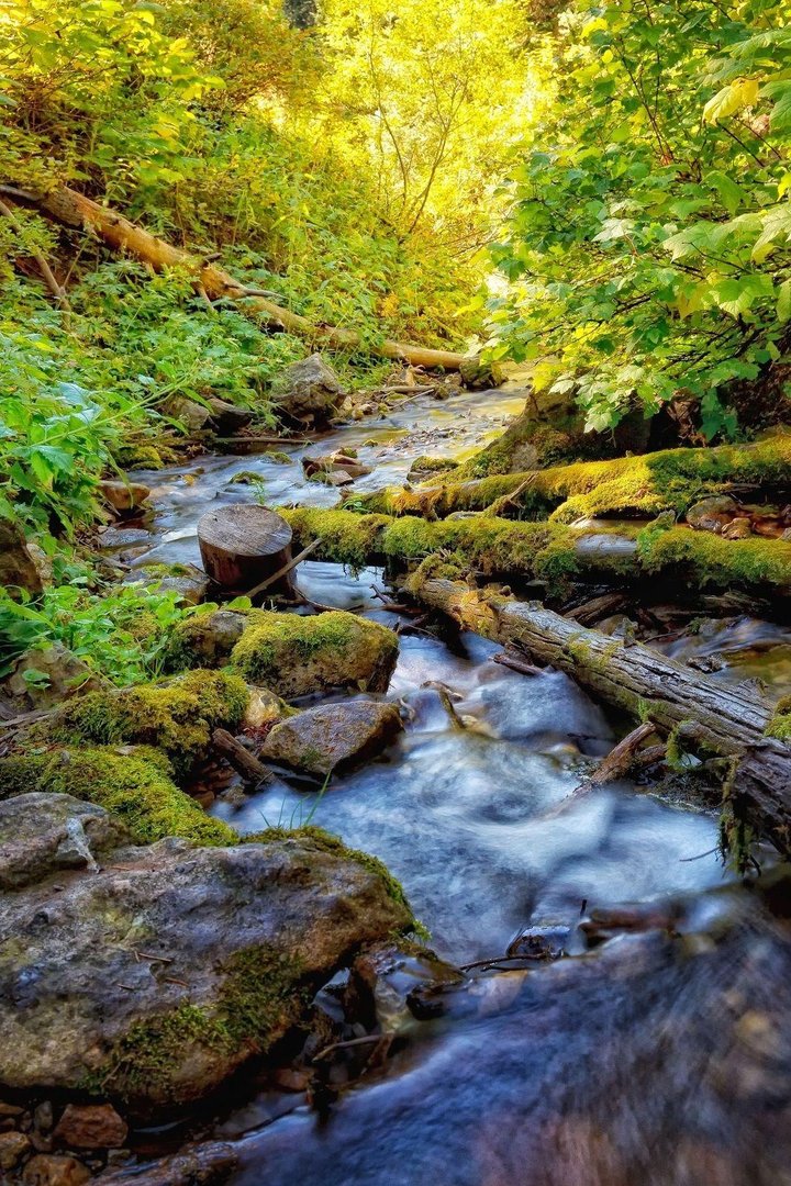 HD Nature Phone Wallpapers.jpg