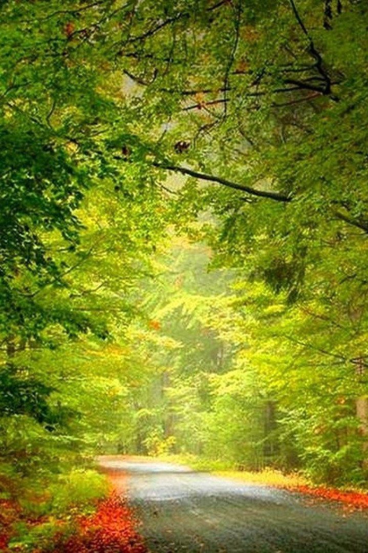 HD Nature Phone Wallpaper.jpg