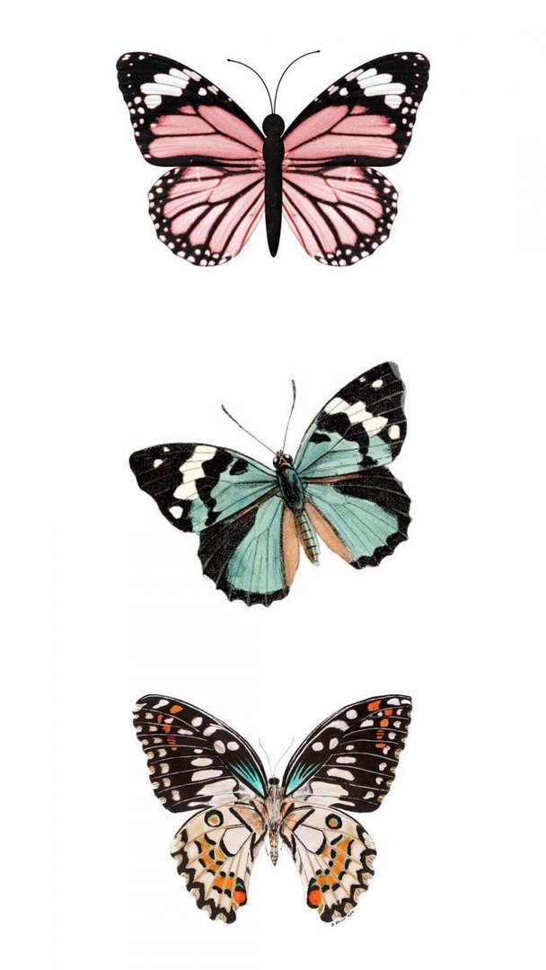 VSCO Butterfly Background.jpg