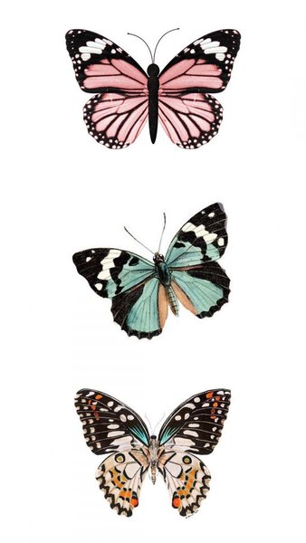 VSCO Butterfly