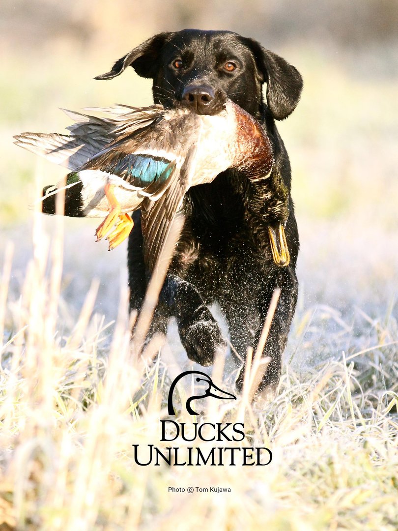 Hunting Phone Background.jpg