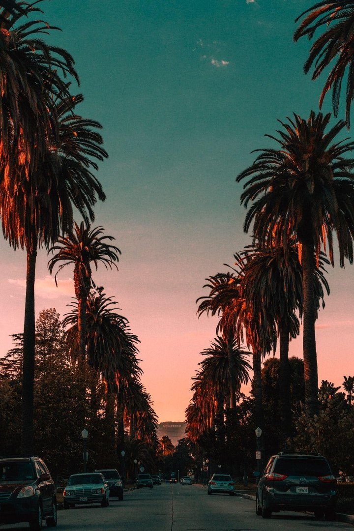 Palm Angels Wallpaper.jpg