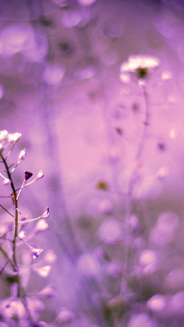Lavender iPhone Wallpapers.jpg