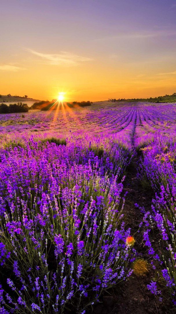 Lavender iPhone Images.jpg