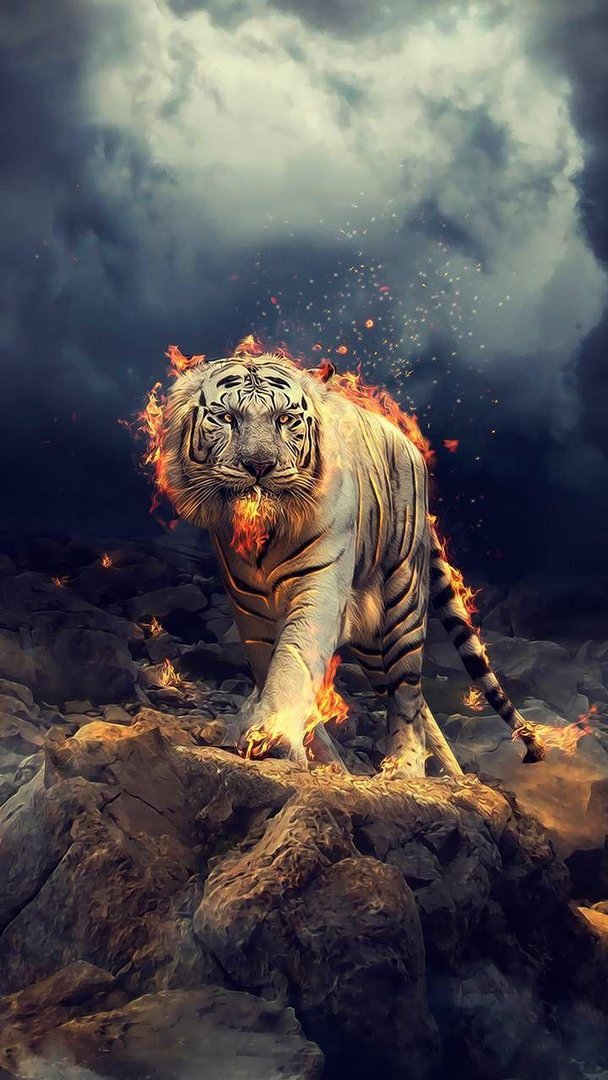 Cool Tiger iPhone Pictures.jpg