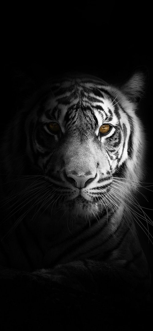 Cool Tiger iPhone Wallpaper.jpg