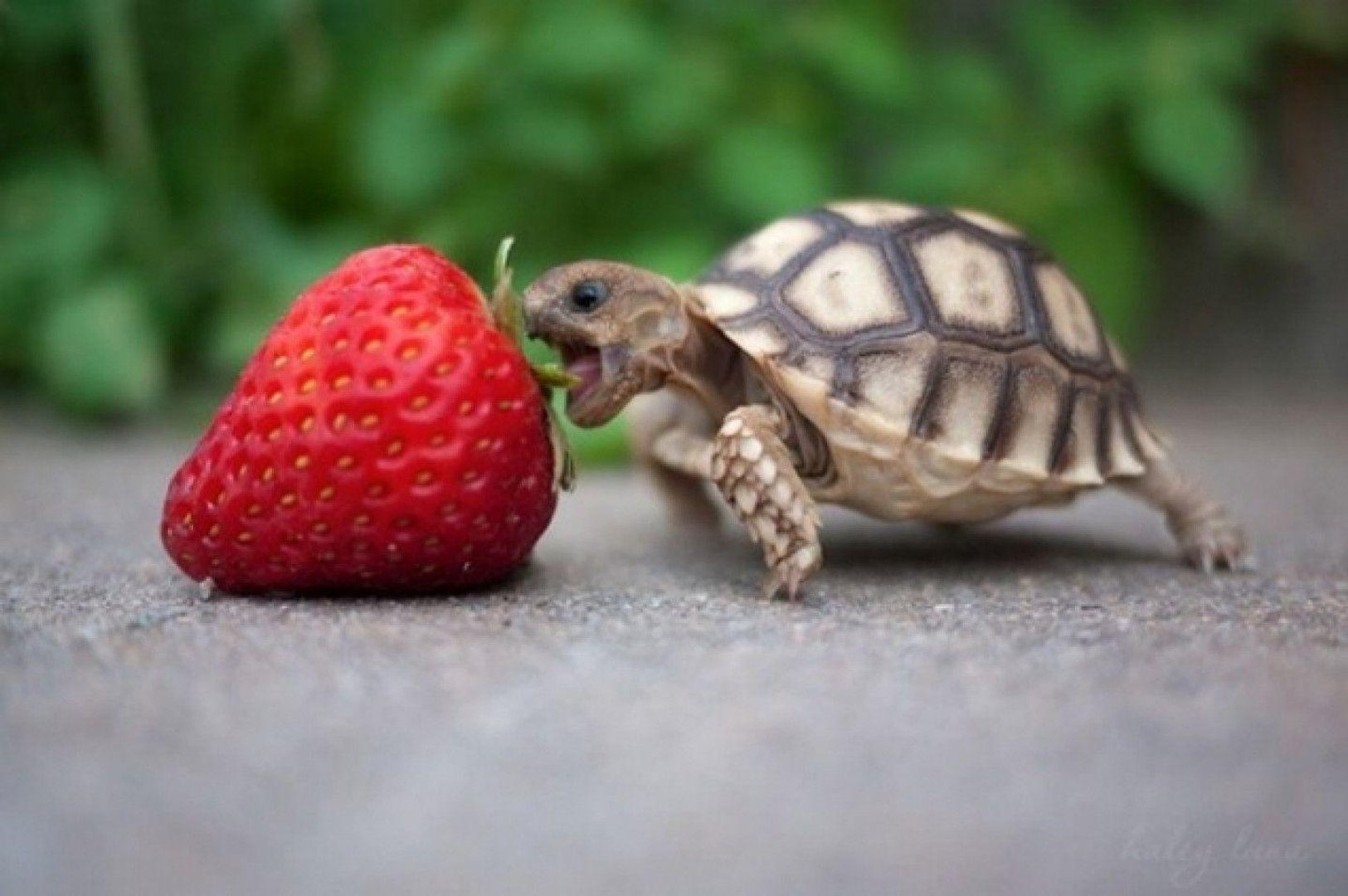 Cute Turtle Wallpapers.jpg