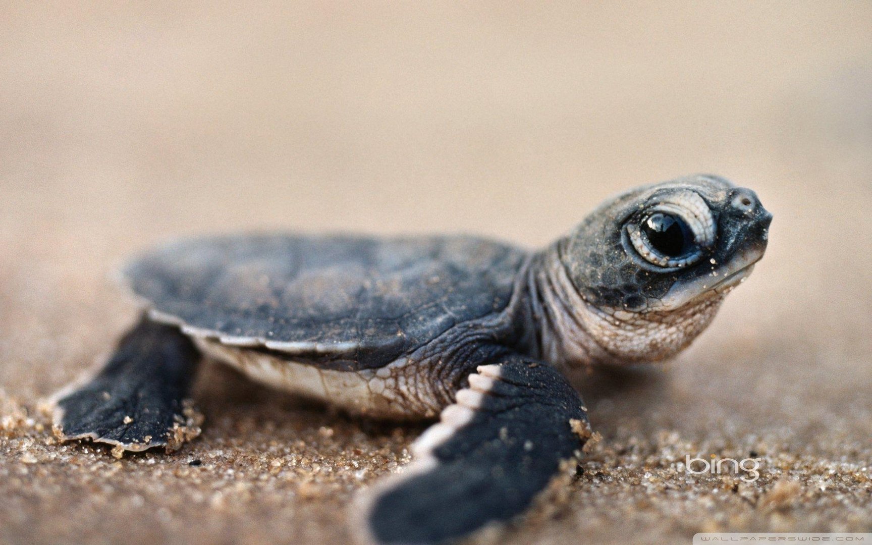Cute Turtle Images.jpg