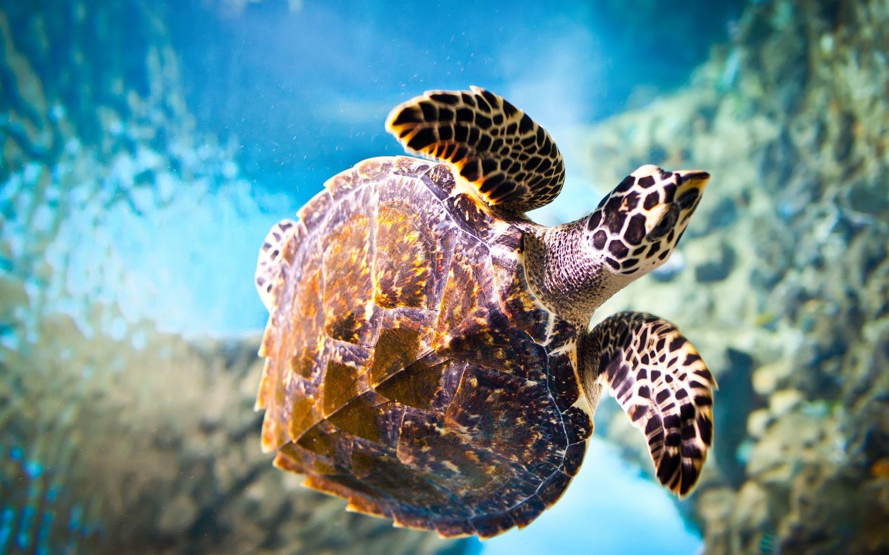 Cute Turtle Pictures.jpg