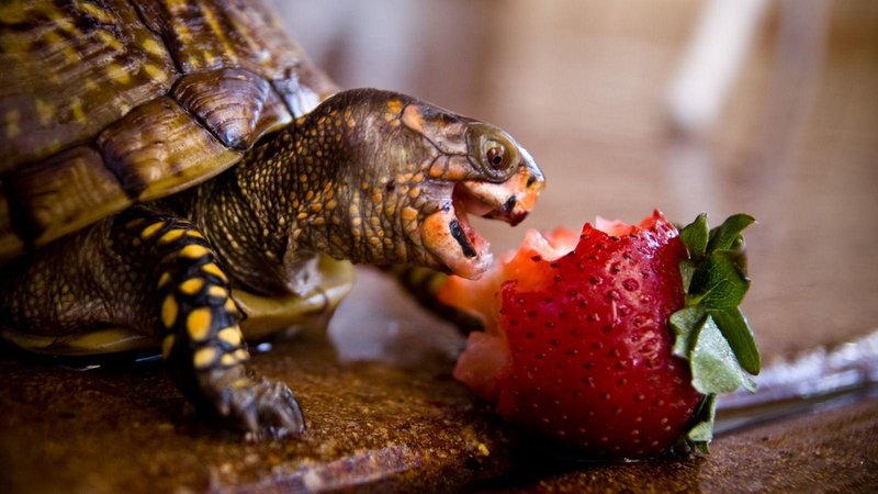 Cute Turtle