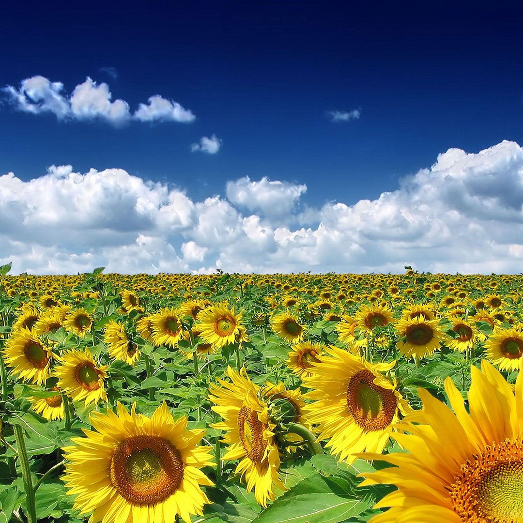 Summer iPad Background.jpg