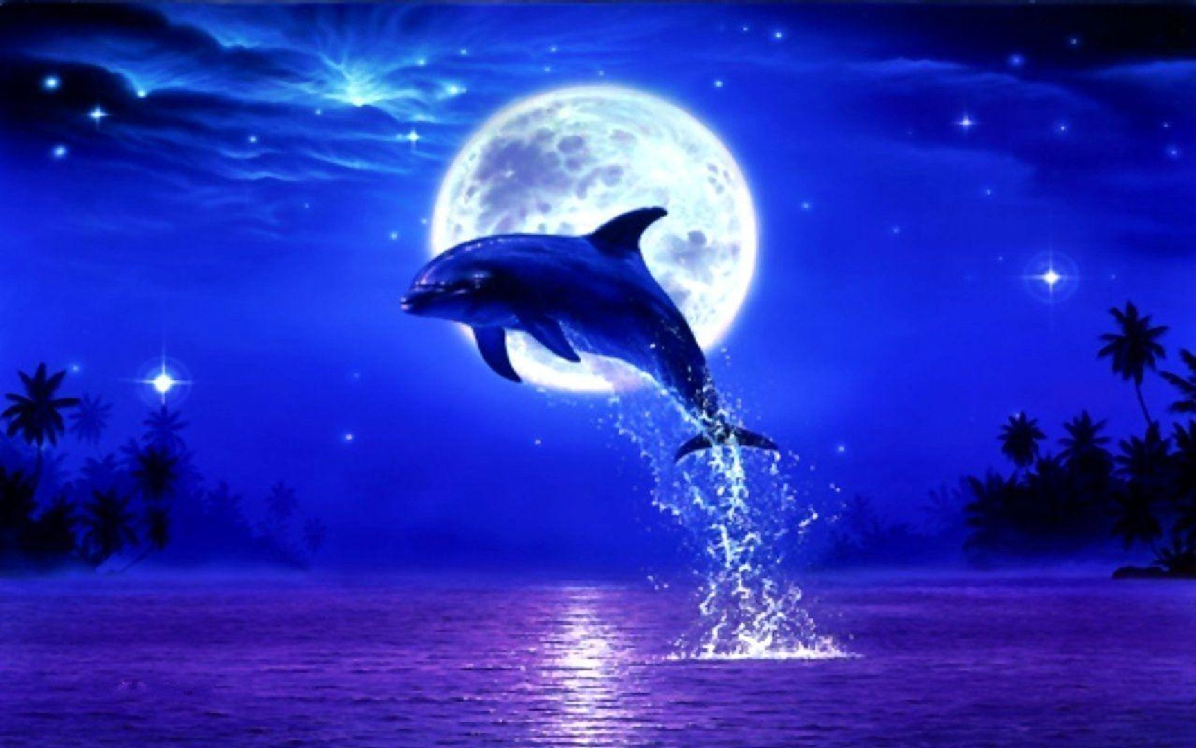 Cool Dolphin Wallpapers.jpg