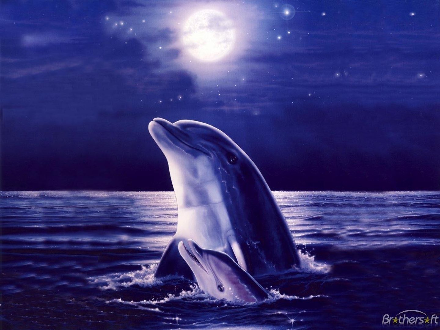 Cool Dolphin Images.jpg