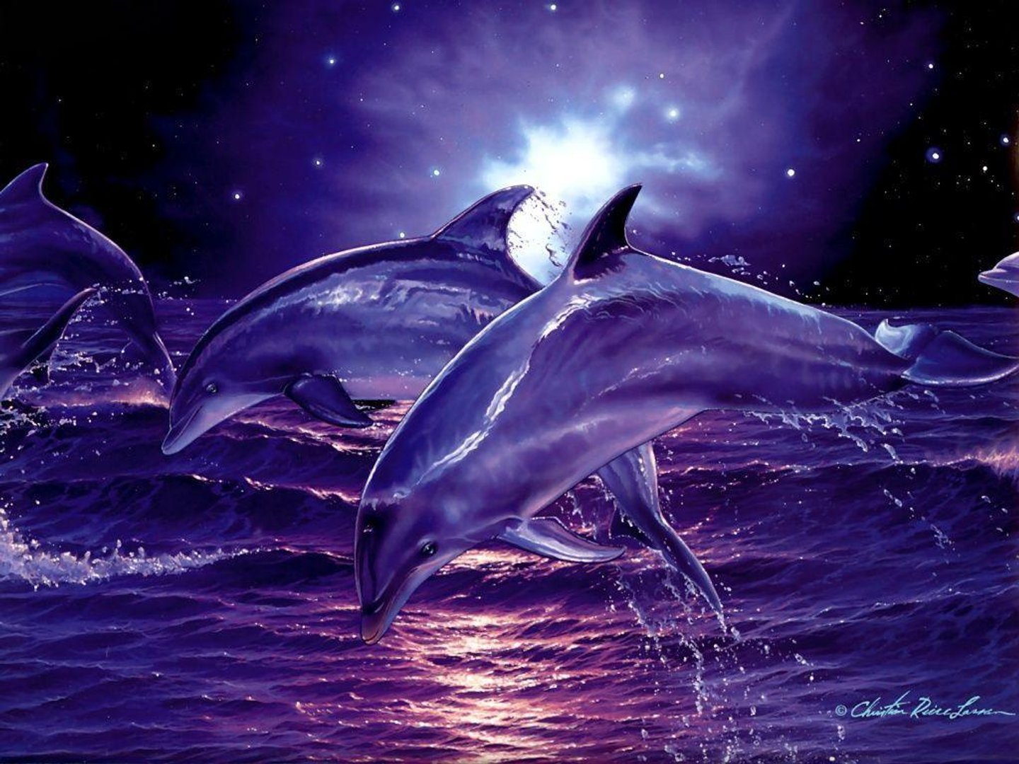 Cool Dolphin Pictures.jpg