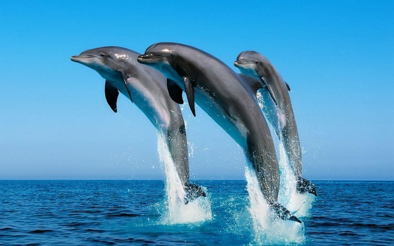 Cool Dolphin