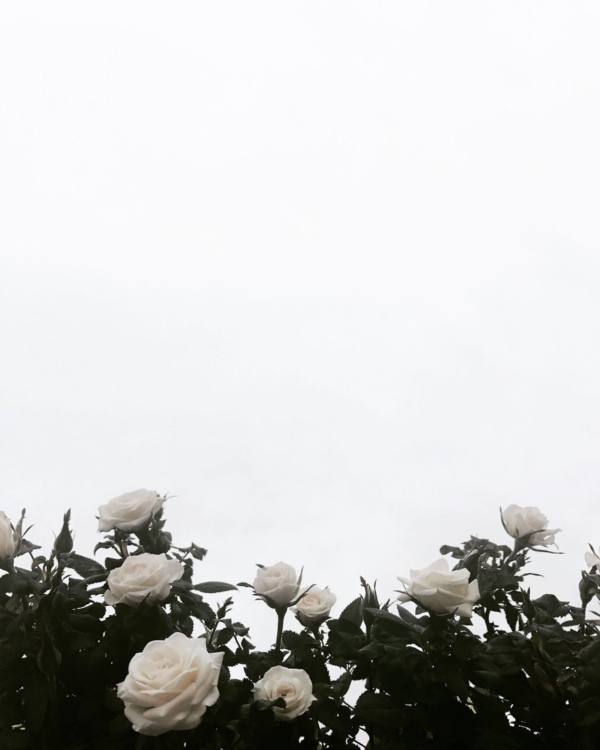 White Rose Aesthetic Wallpapers.jpg