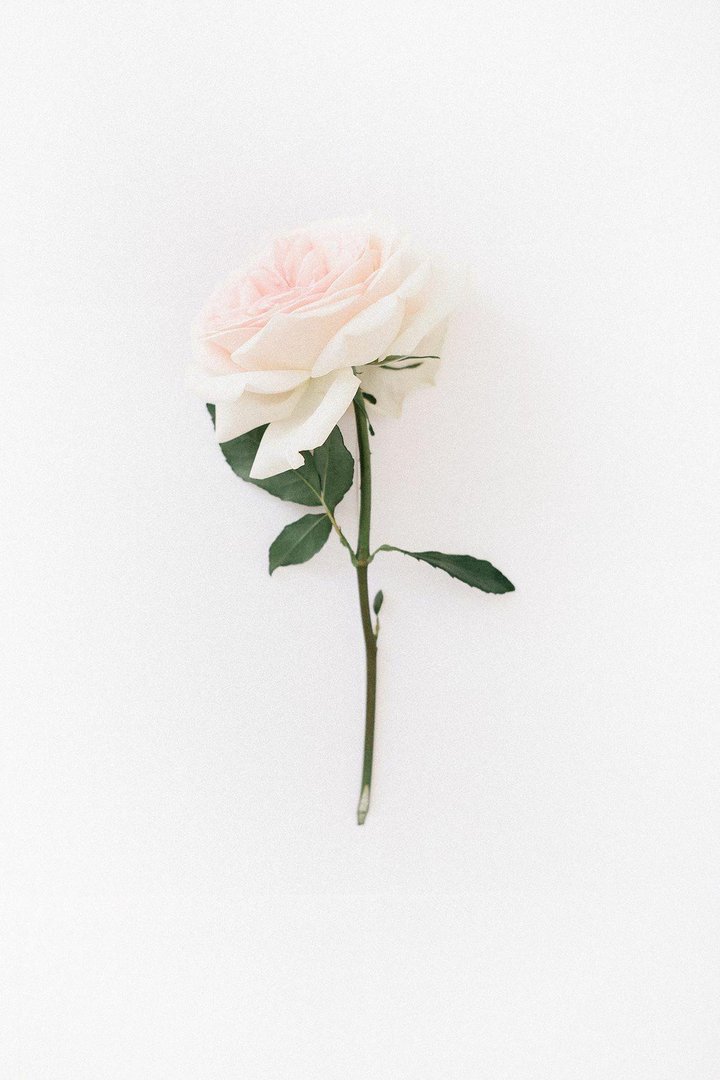 White Rose Aesthetic Images.jpg