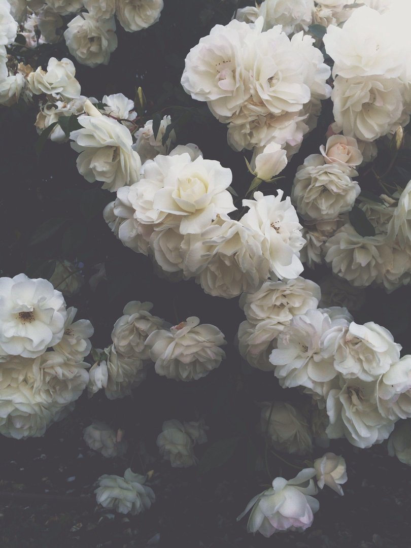 White Rose Aesthetic Pictures.jpg