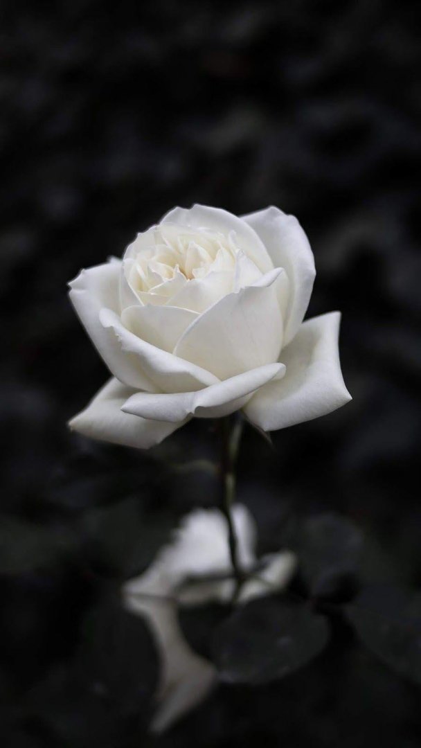 White Rose Aesthetic Wallpaper.jpg