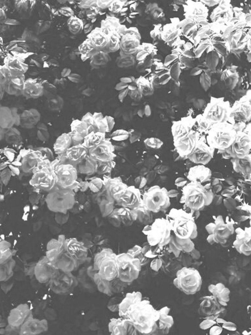 White Rose Aesthetic Background.jpg