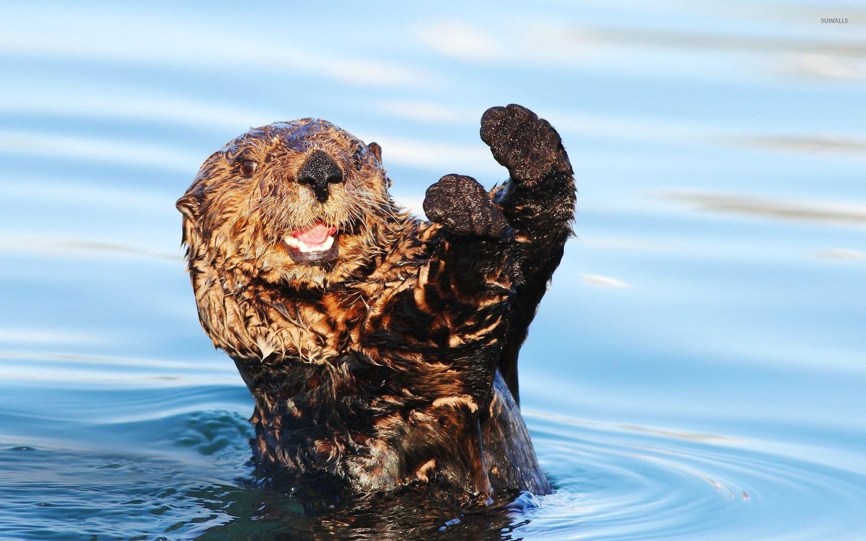 Otter Wallpapers.jpg