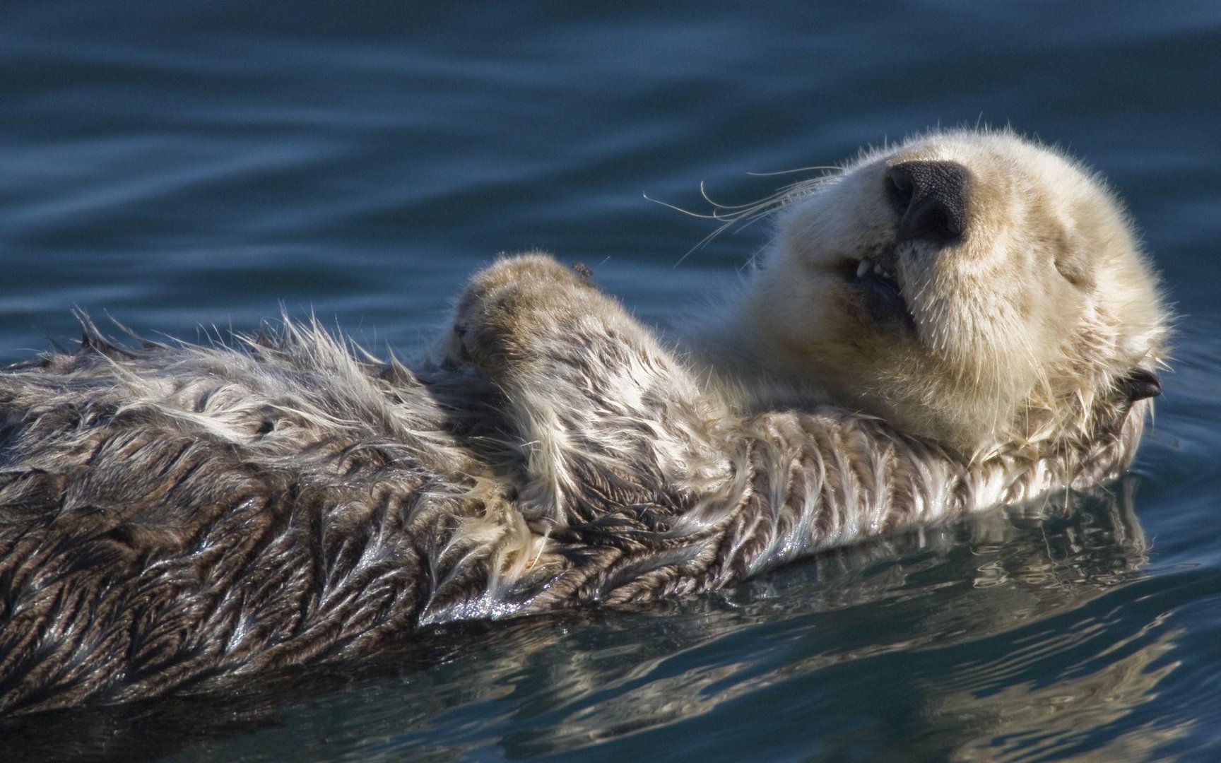 Otter Images.jpg