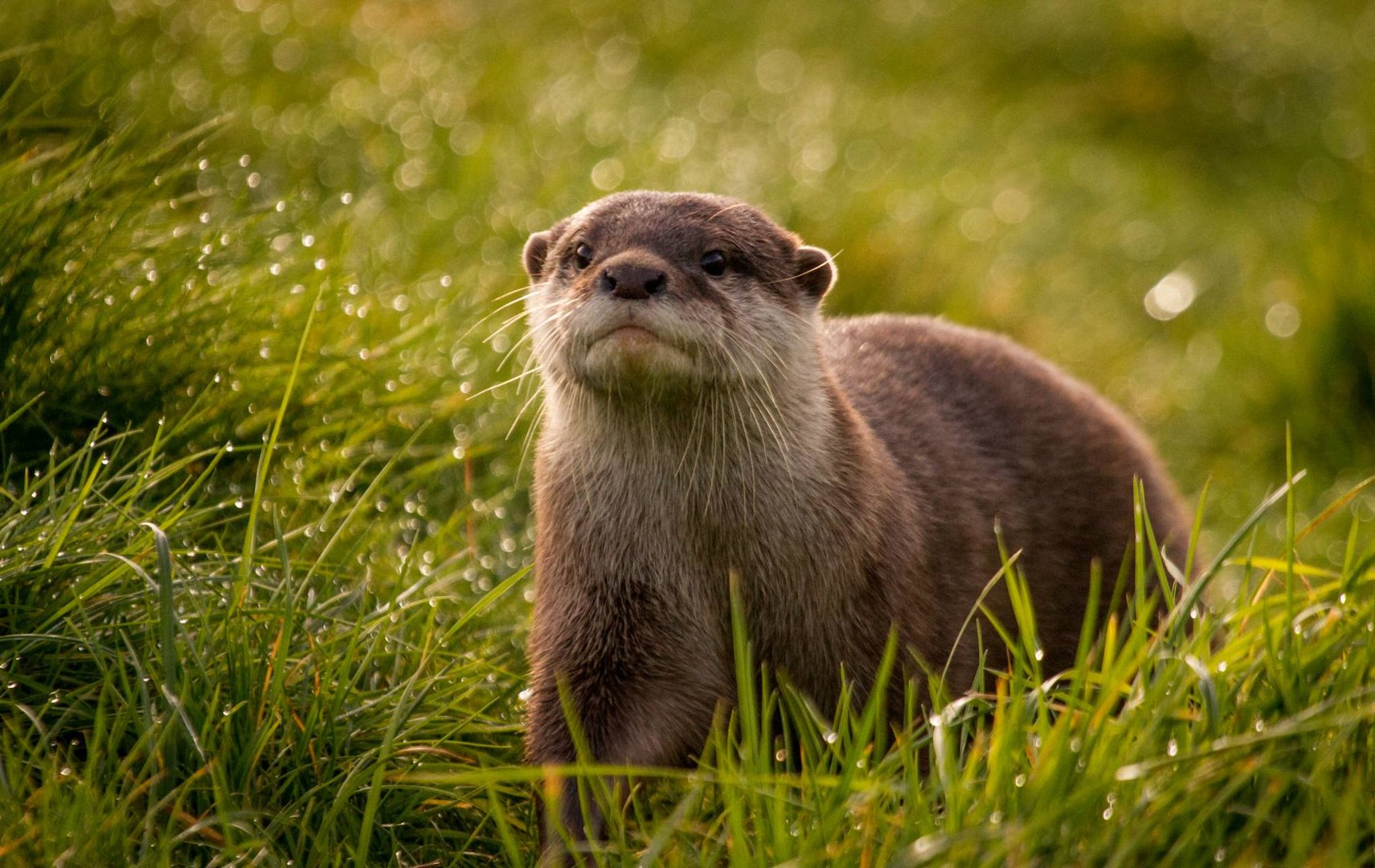 Otter Pictures.jpg