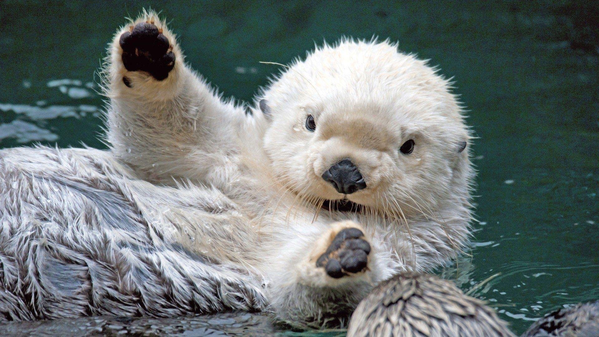 Otter Wallpaper.jpg
