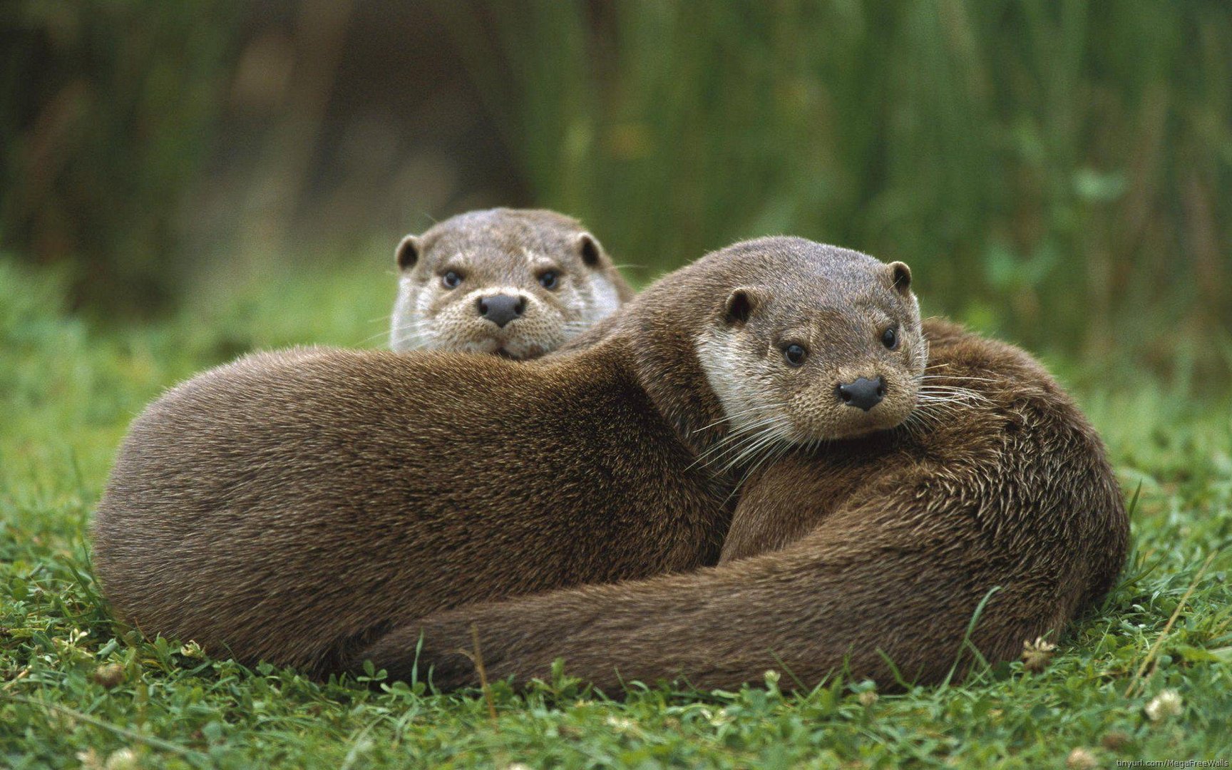 Otter Background.jpg