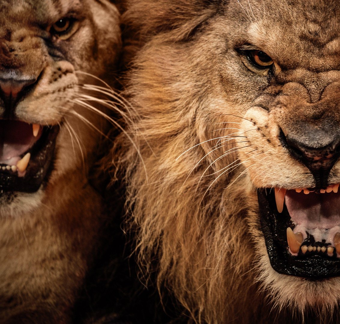 Angry Lion Pictures.jpg