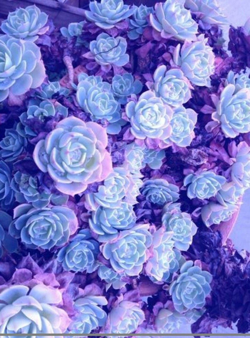Aesthetic Purple Flower Wallpapers.jpg
