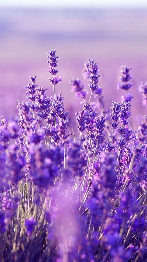 Aesthetic Purple Flower Images.jpg