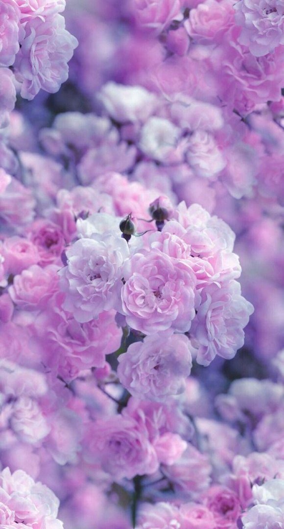Aesthetic Purple Flower Pictures.jpg