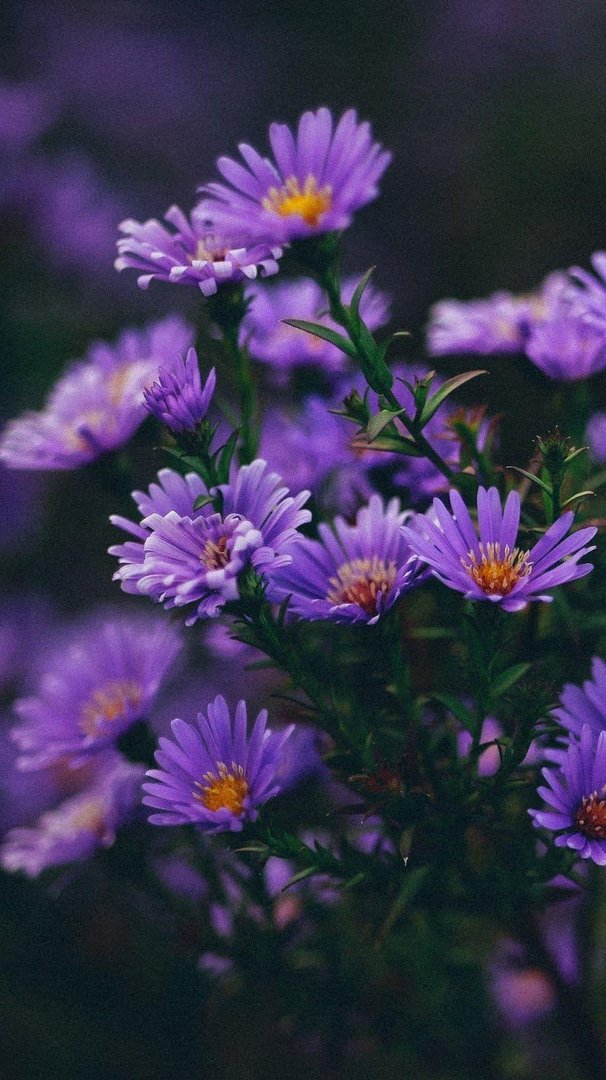 Aesthetic Purple Flower Background.jpg