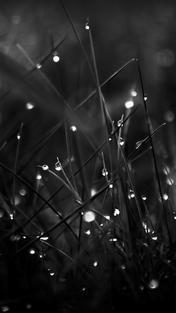 Black Beauty iPhone Wallpapers.jpg
