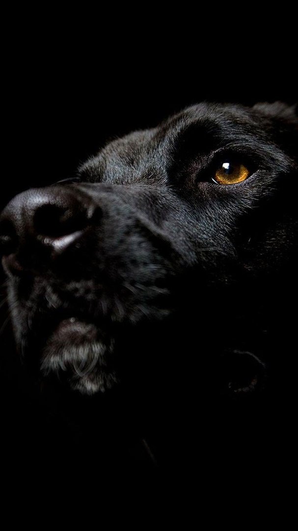Black Beauty iPhone Images.jpg