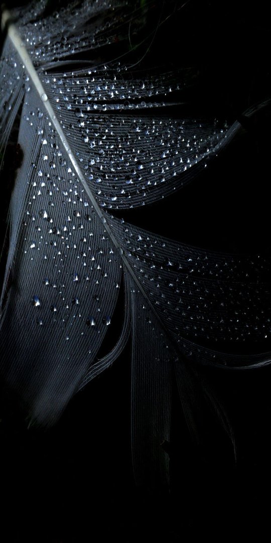 Black Beauty iPhone Wallpaper.jpg