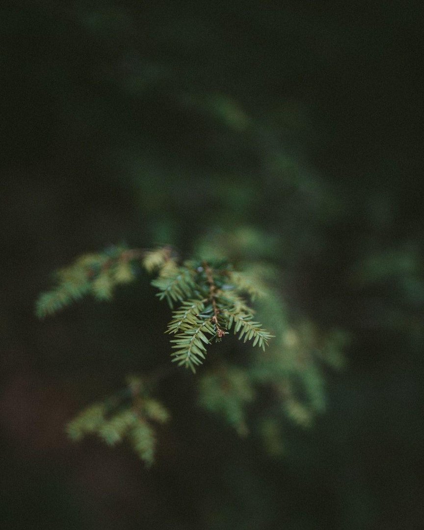 Aesthetic Nature Wallpapers.jpg