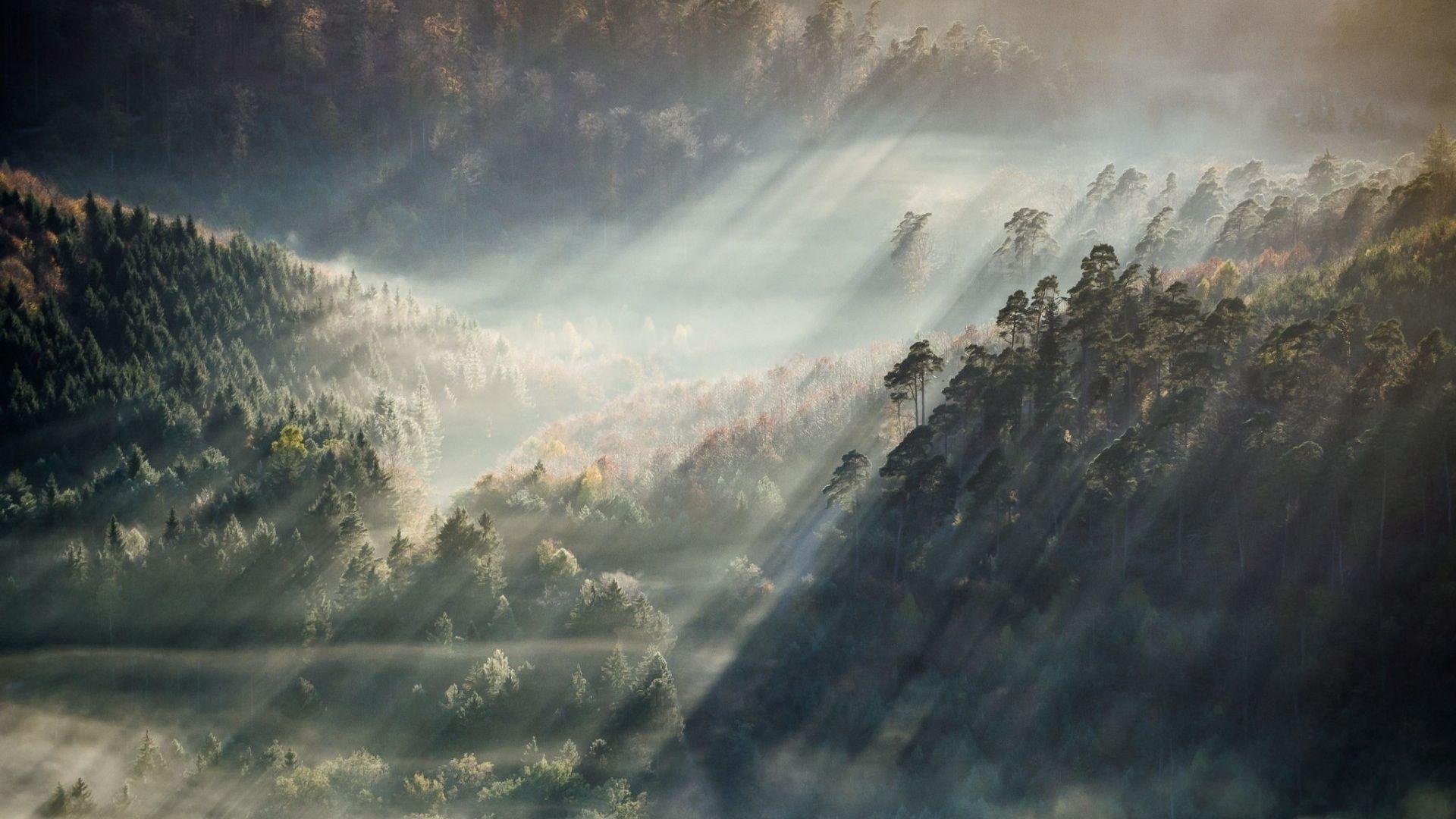 Aesthetic Nature Background.jpg