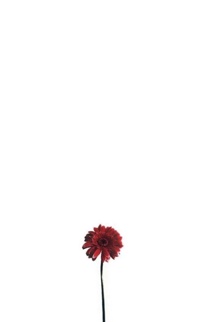 Minimalist Flower Background.jpg