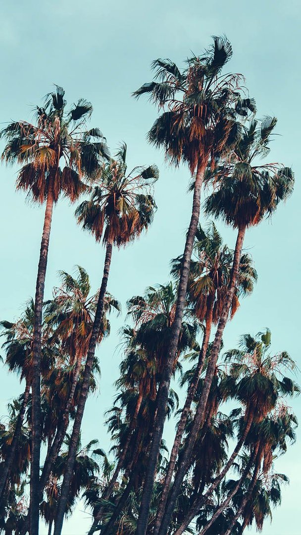 Tropical iPhone Wallpapers.jpg