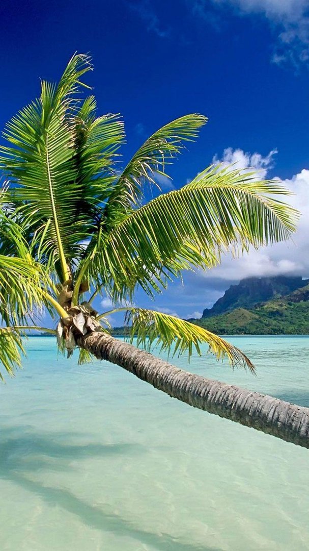 Tropical iPhone Pictures.jpg