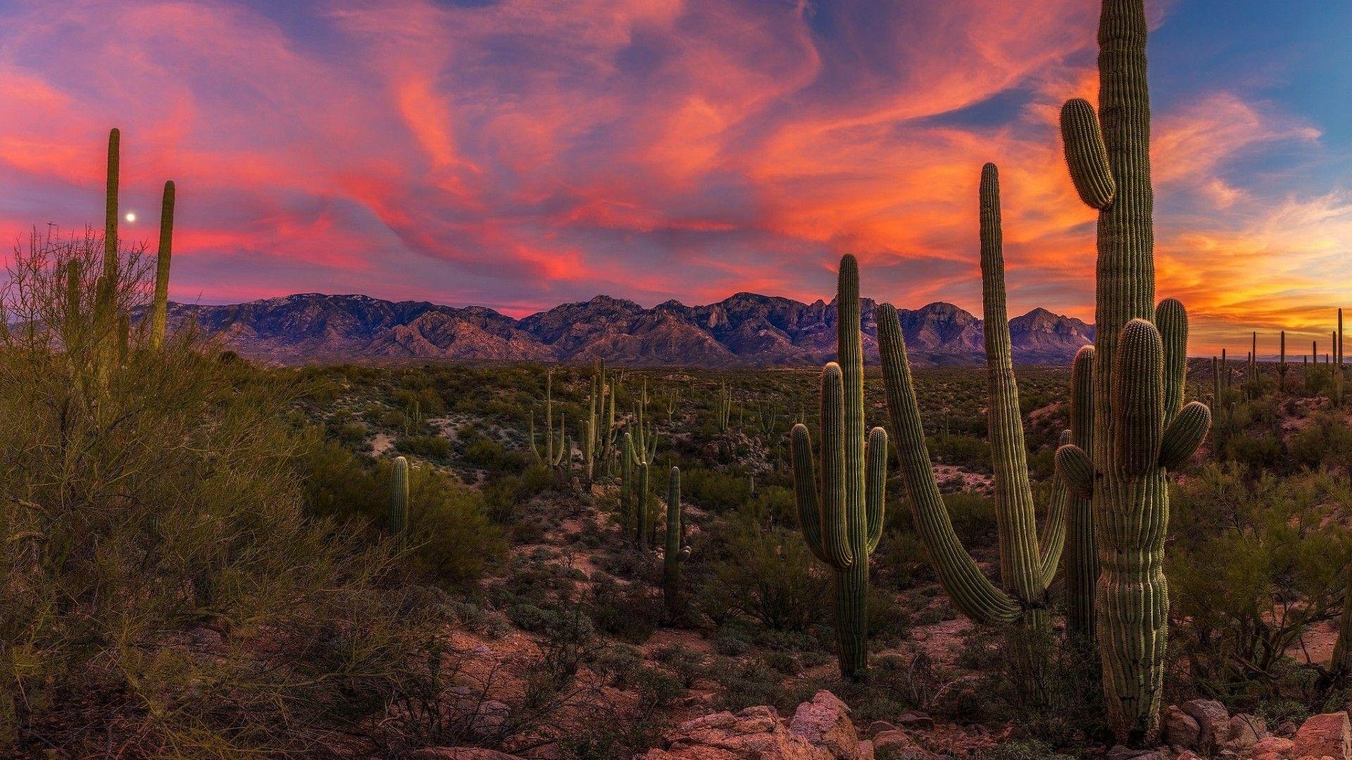 Arizona Background.jpg