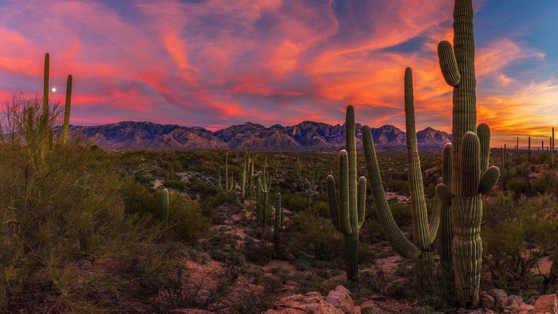 Arizona