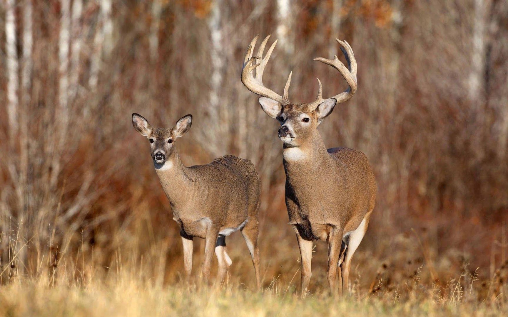 Buck Images.jpg