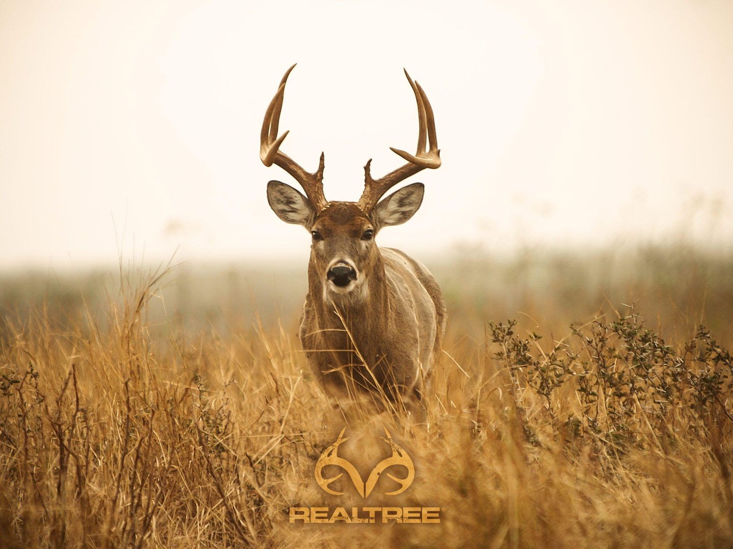 Buck Pictures.jpg